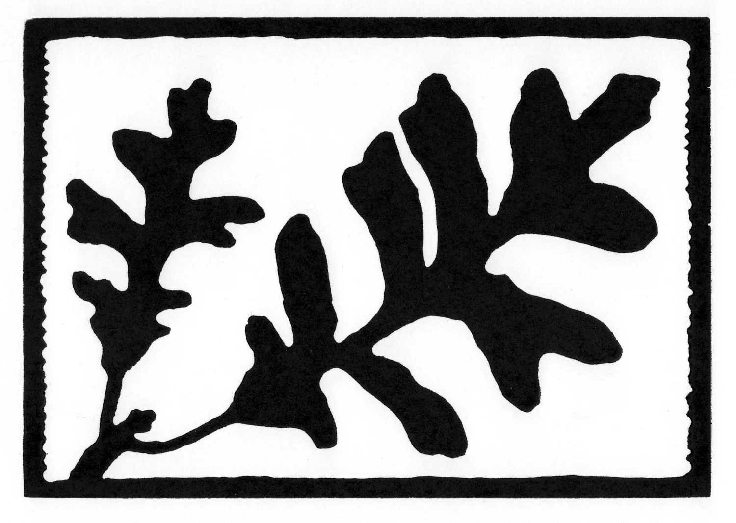 Bur Oak Leaf
