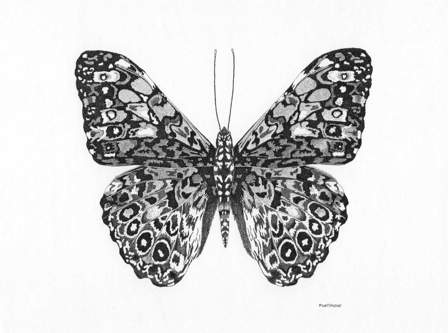 Nature Pen and Ink Original Drawings | Mountain Bear Ink — Fred ...