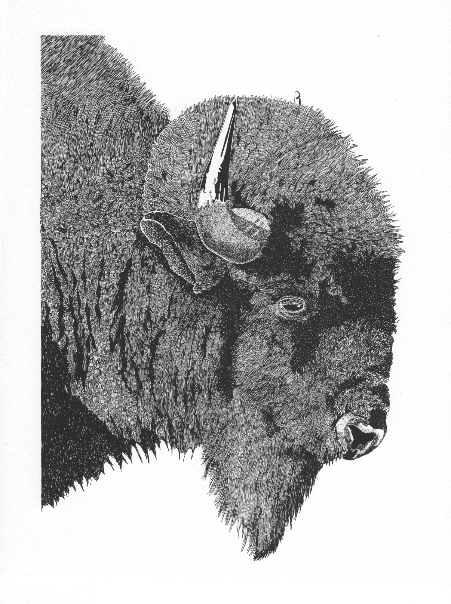 Bison Bull • © Fred Montague $2400 • Original • Image 20 x 24 • mat 28 x 30 Status: available