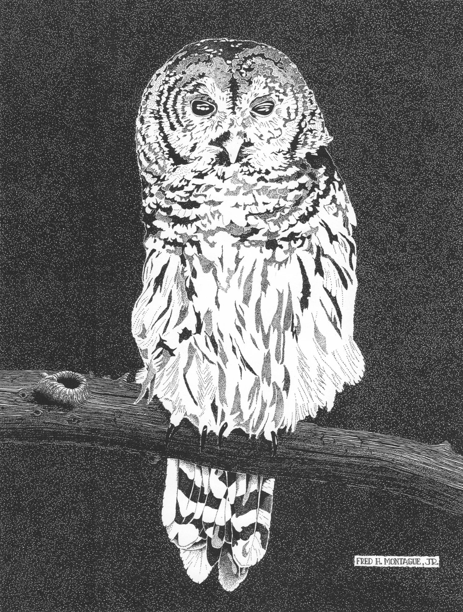 Barred Owl • © Fred MontaguePhotolithographStatus: Sold Out