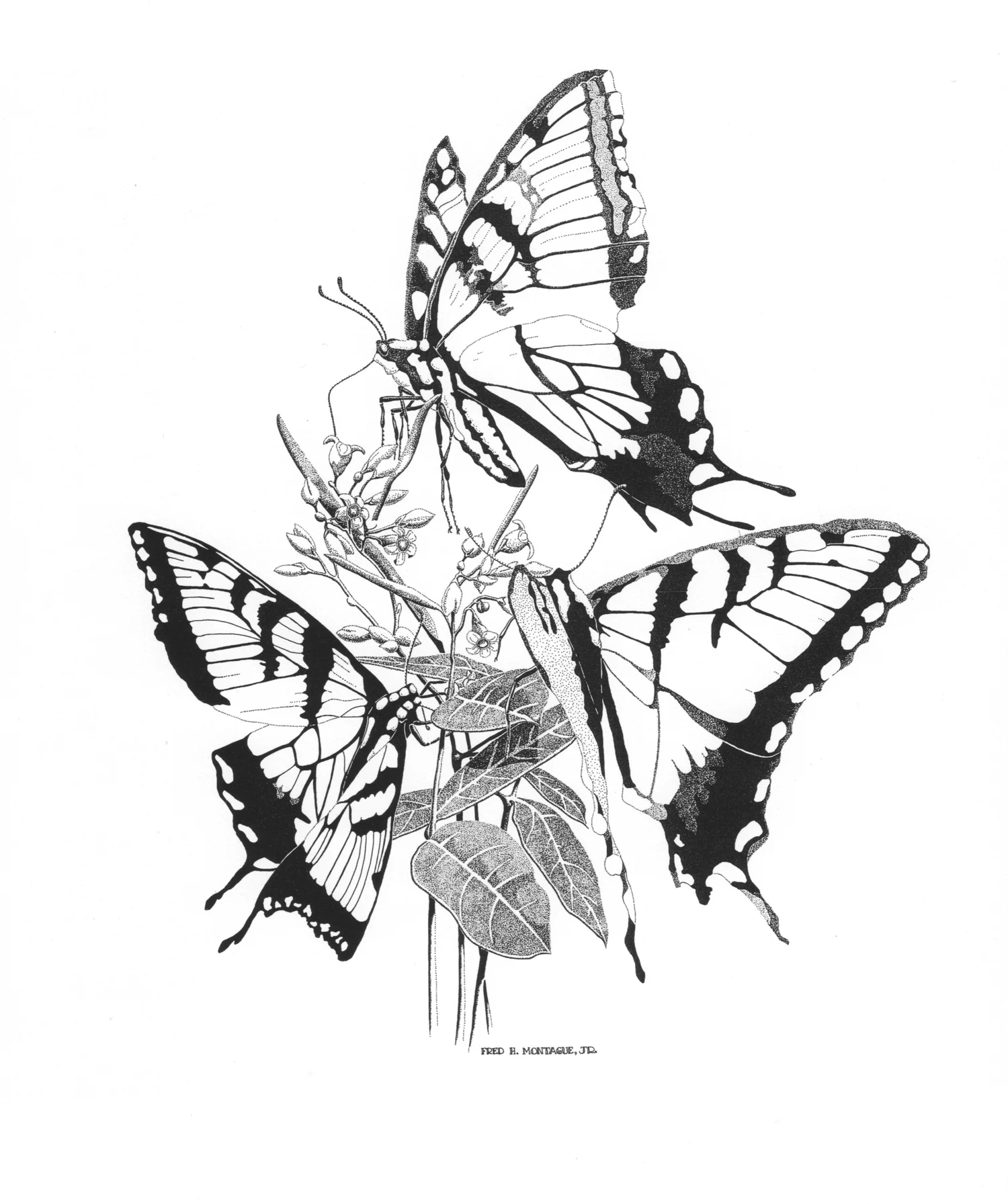 Swallowtails and Dogbane • © Fred Montague Photolithograph Status: Sold Out