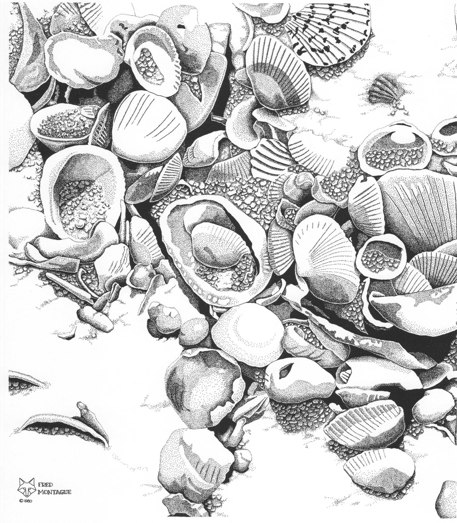 Shell Study II • © Fred Montague$65 • Photolithograph • Image 14 x 17   matted 20 x 24 Edition size: 200 • status: available