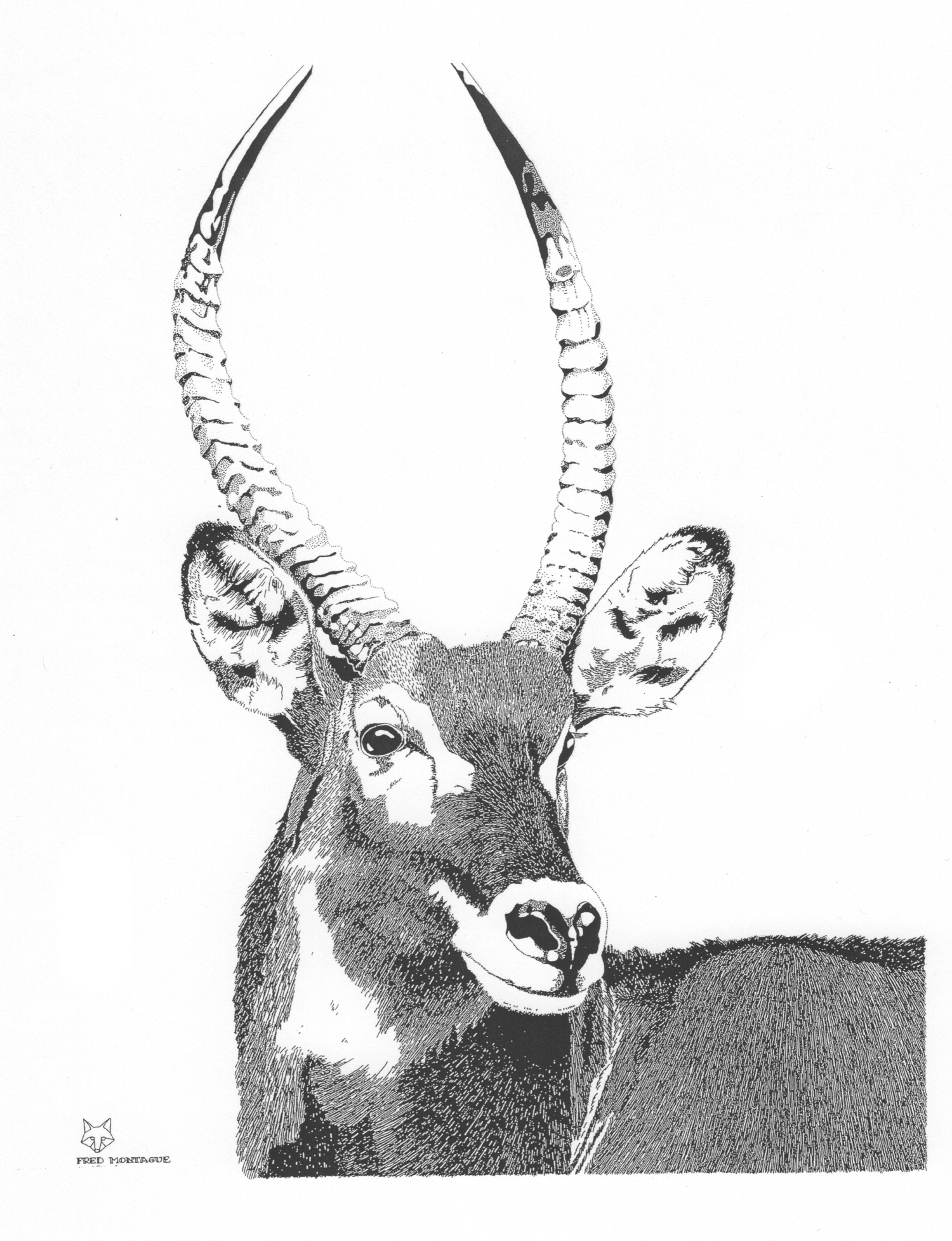 Waterbuck • © Fred Montague $85 • Photolithograph • Image 16 x 20.5 matted 22 x 28 Edition size: 80 • status: low quantity