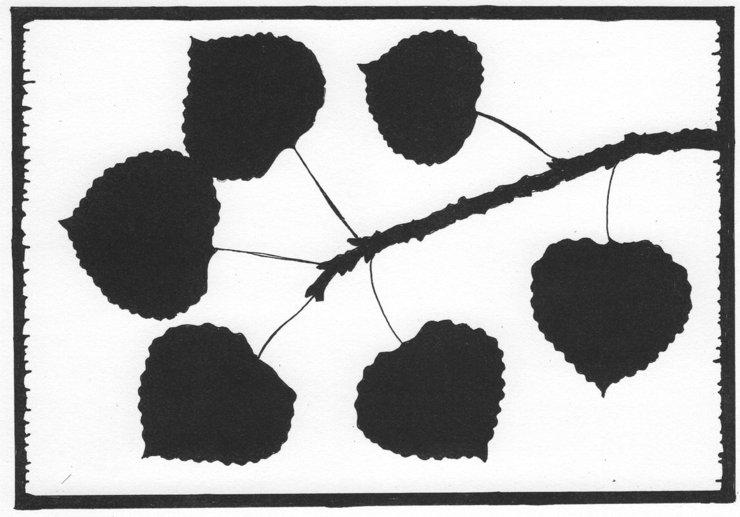 Aspen Leaves • © Fred Montague $48 • image 8 x 5.5 • mat 14 x 11 Edition size: 88 • status: available