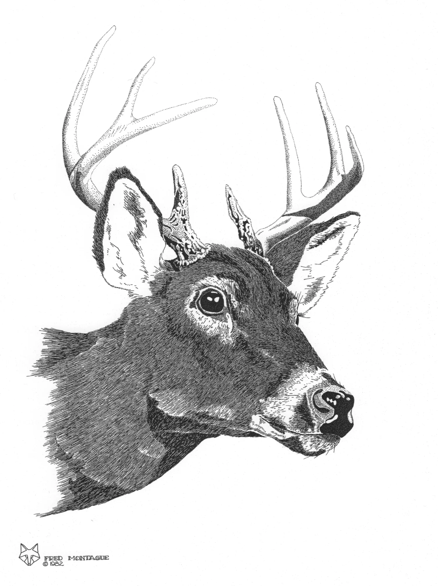 Whitetail Buck © Fred Montague $65 • Photolithograph • image 14 x 17 matted 20 x 24 Edition size: 200 • status: available