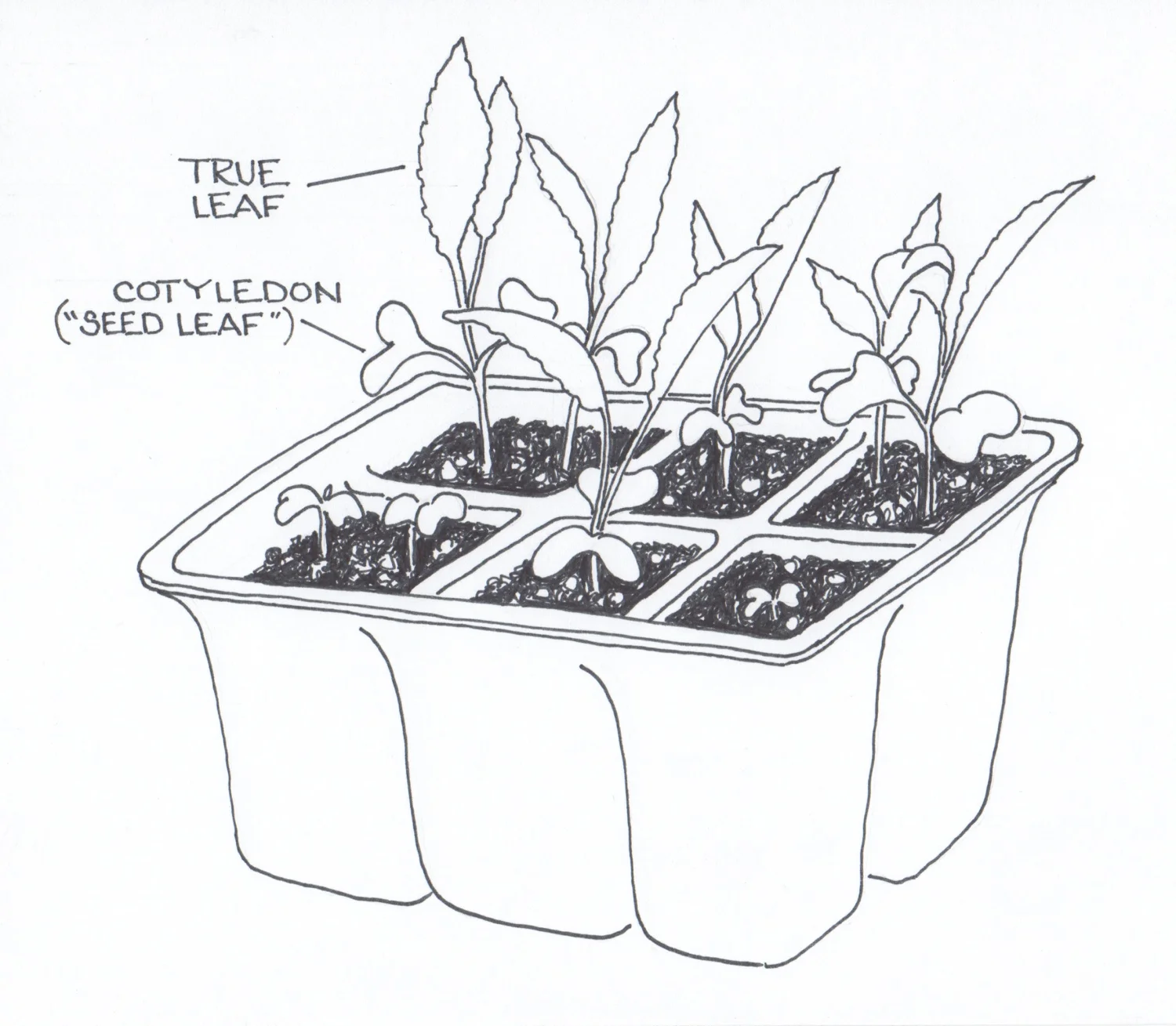A six-pack of kale seedlings. © 2013 Fred Montague
