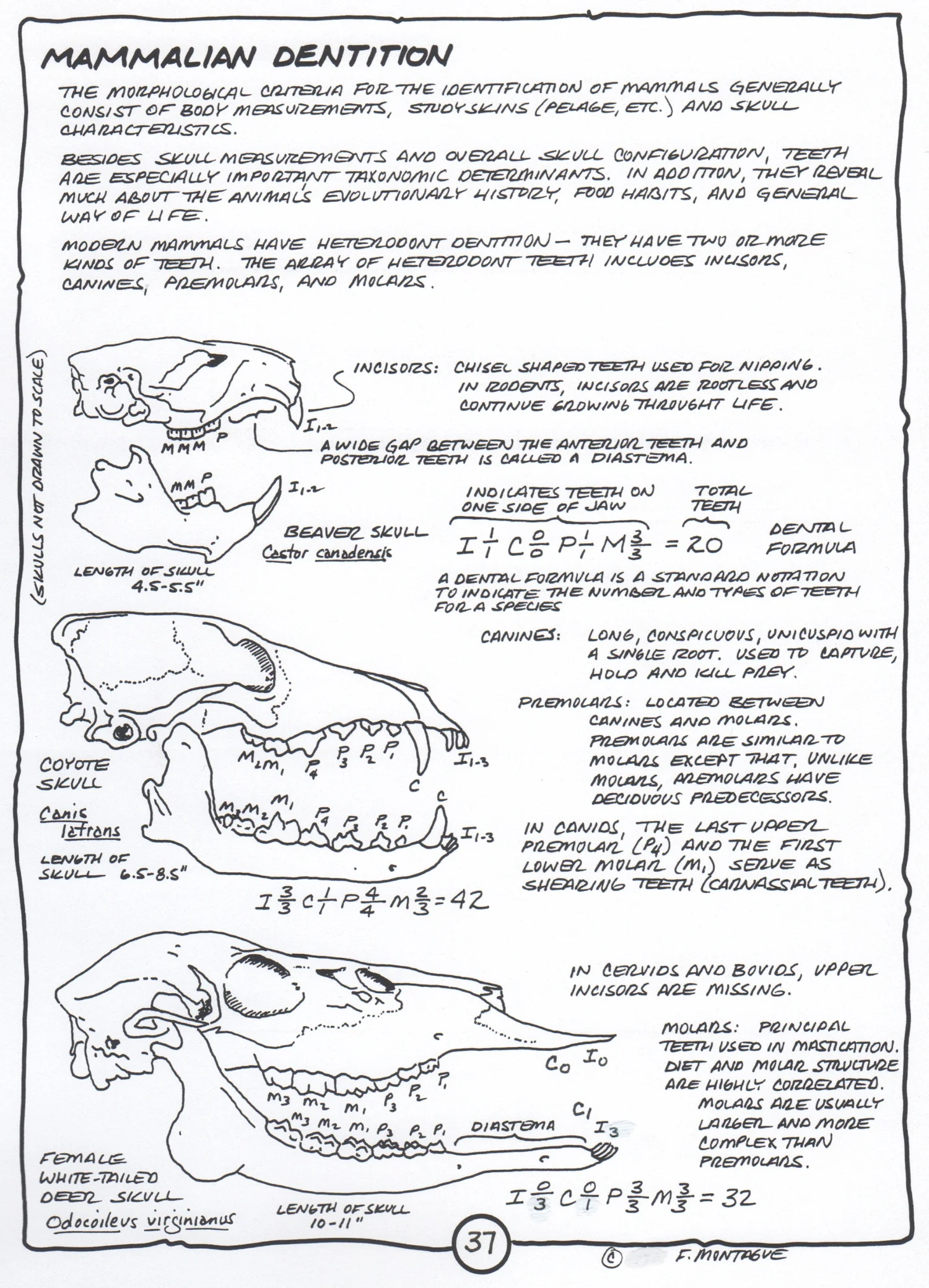"Mammalian Dentition", a page from Wa-Maka-Skan. © Fred Montague