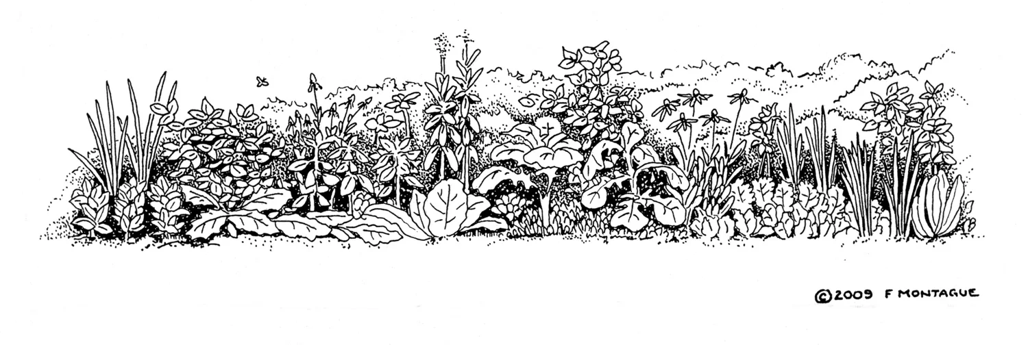 Illustration from Gardening: An Ecological Approach . © Fred Montague