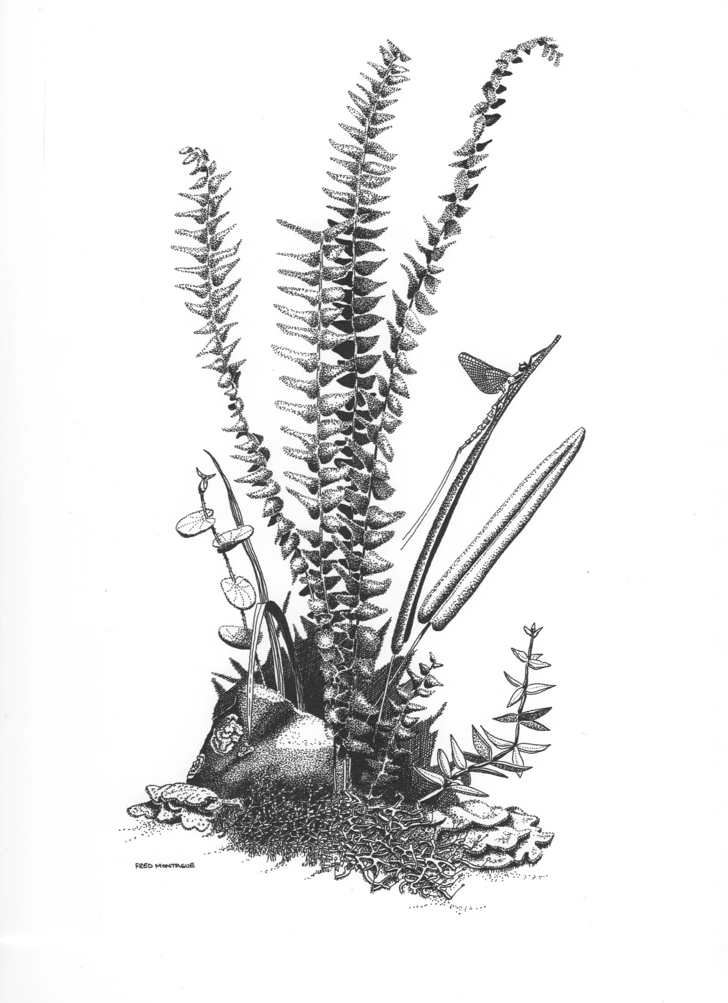"Mayfly" photolithograph, © Fred Montague.