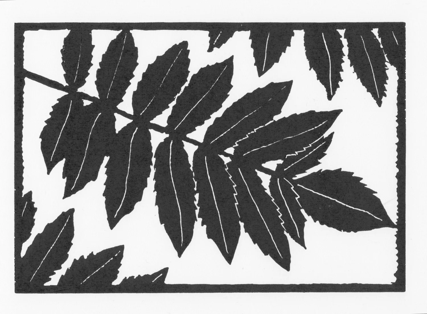 Sumac Leaves