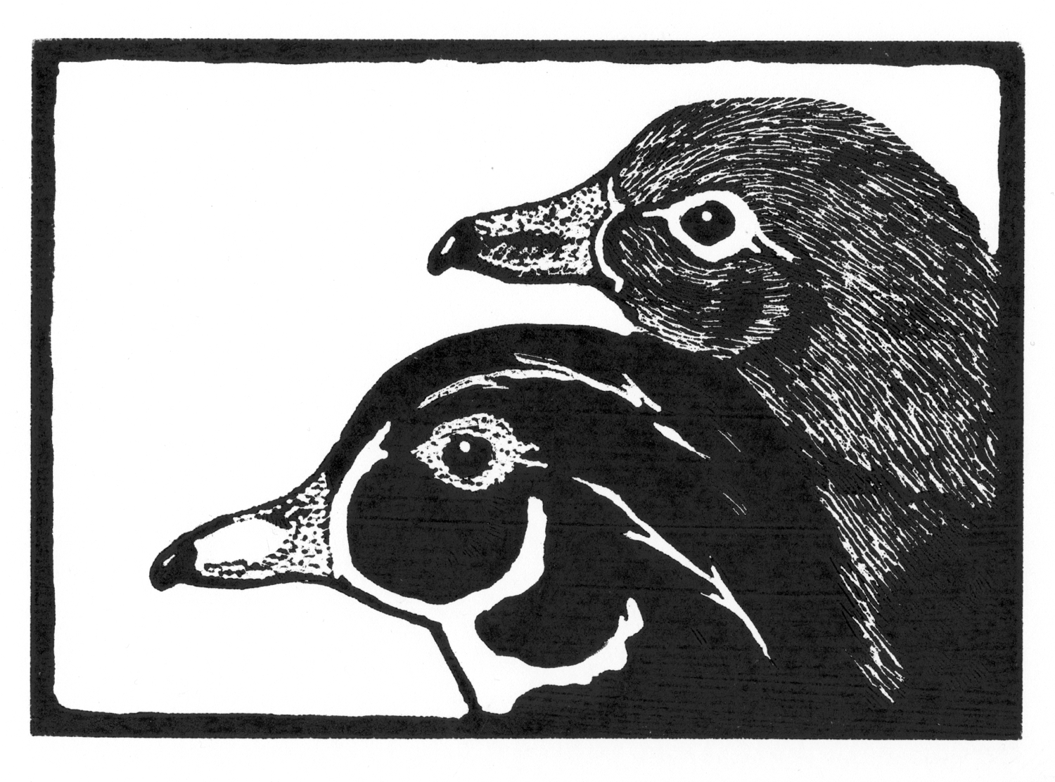 Wood Duck Pair • © Fred Montague $48 • image 8 x 5.5 • mat 14 x 11 Edition size: 88 • status: available
