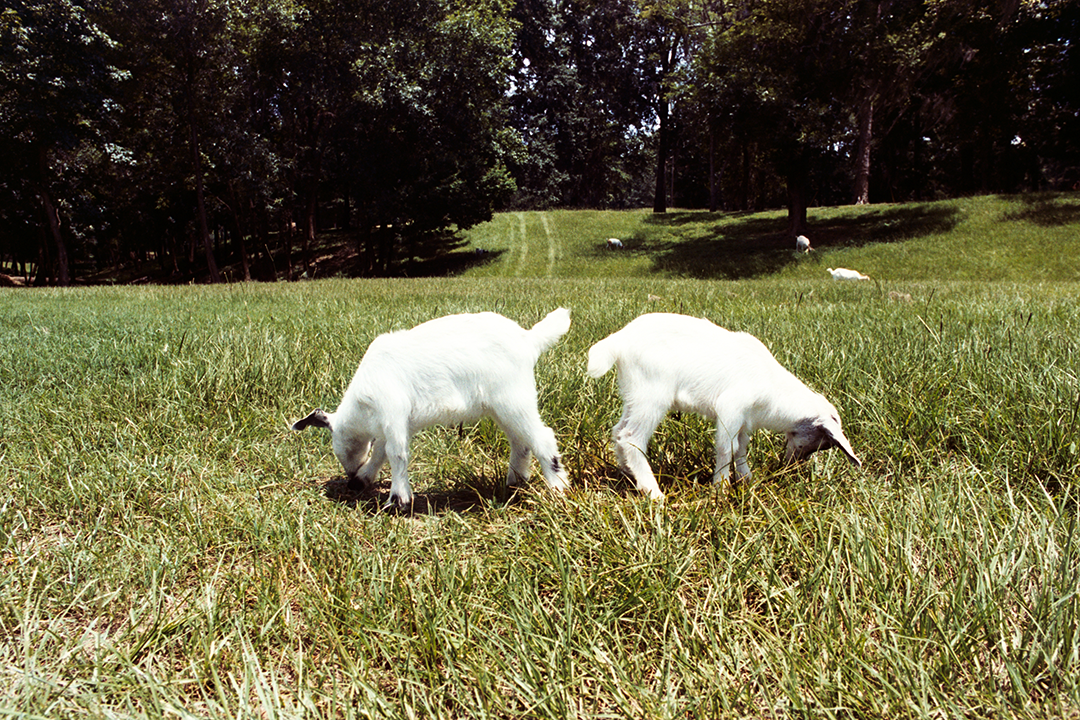 AA003A.png