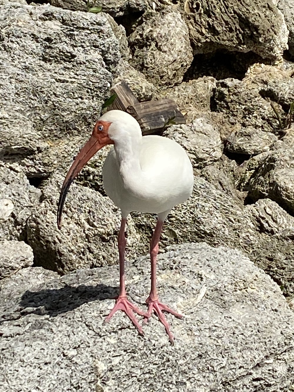 Ibis.jpeg