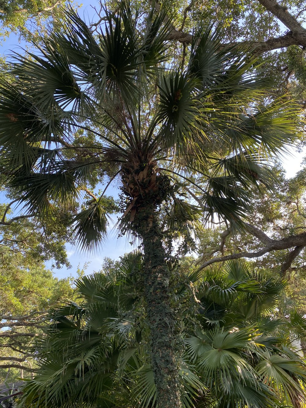 palm.jpeg