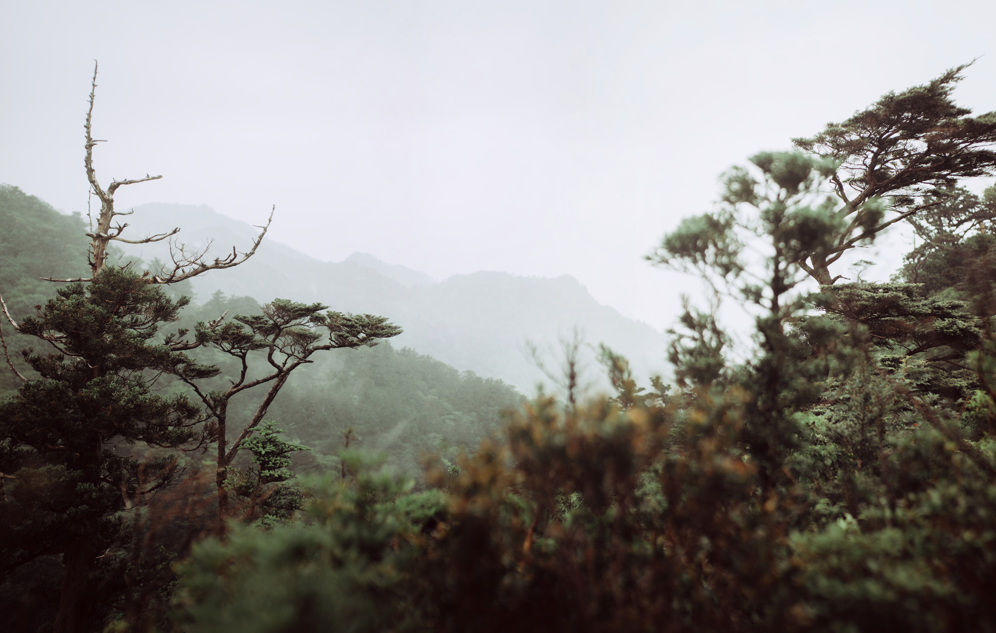 Yakushima 3.JPG