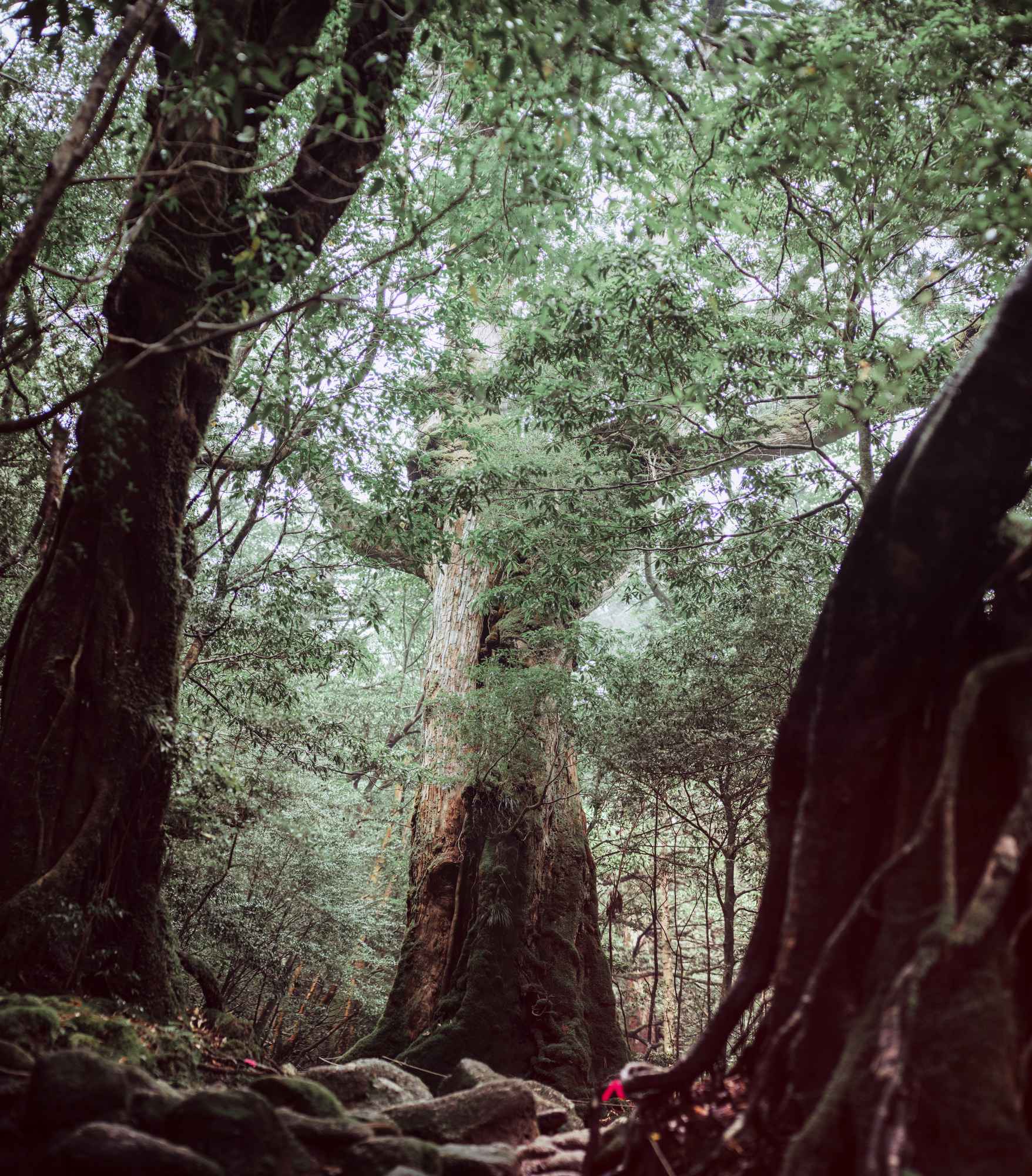 Yakushima 5.JPG