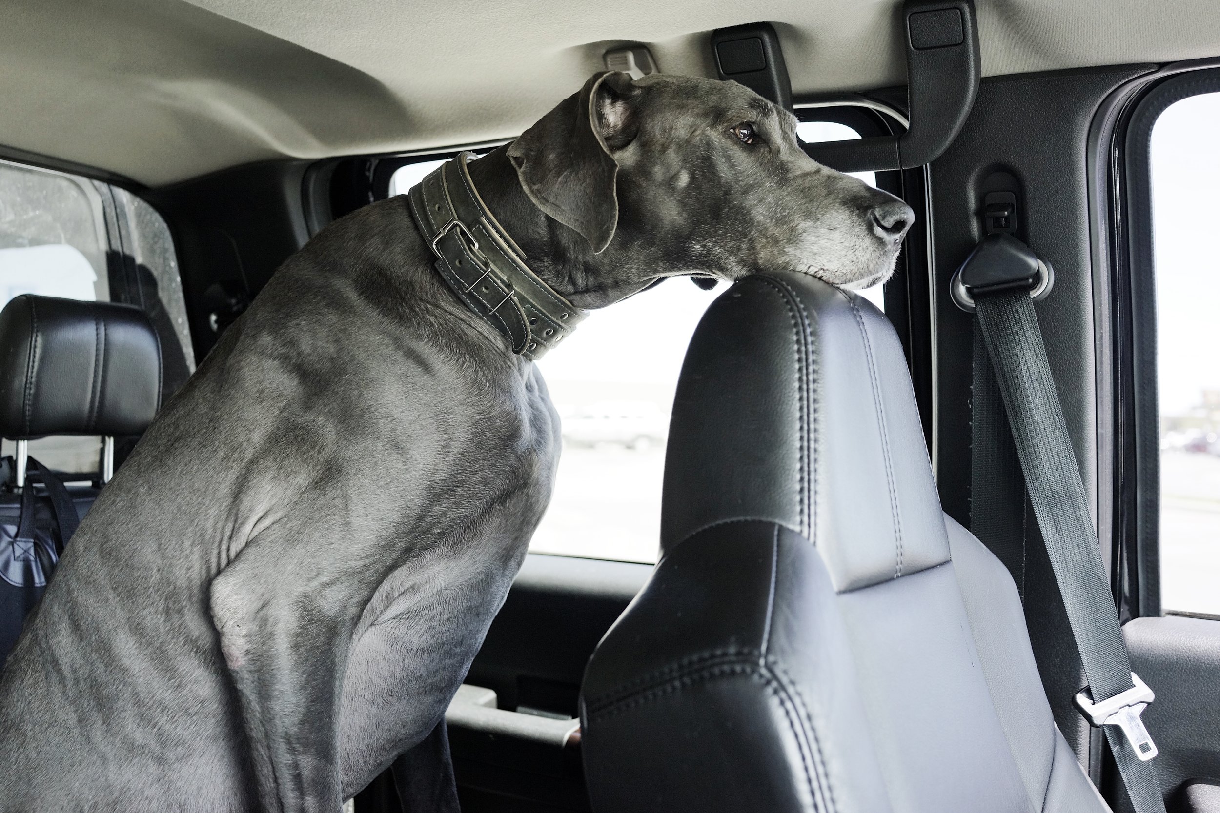 Molly, our Dane refused to ride in the back of the truck and climbed through the TINY window into the cab to be with us, ignoring the fact that we had installed a fancy safety leash system for her and comfy dog beds back there. Our toddler has mixed feelings about sharing his space and snacks with her, but how can we say no to that face? 