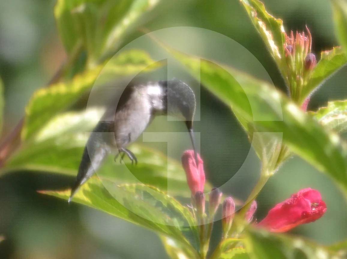 MasikHummingbird.jpg