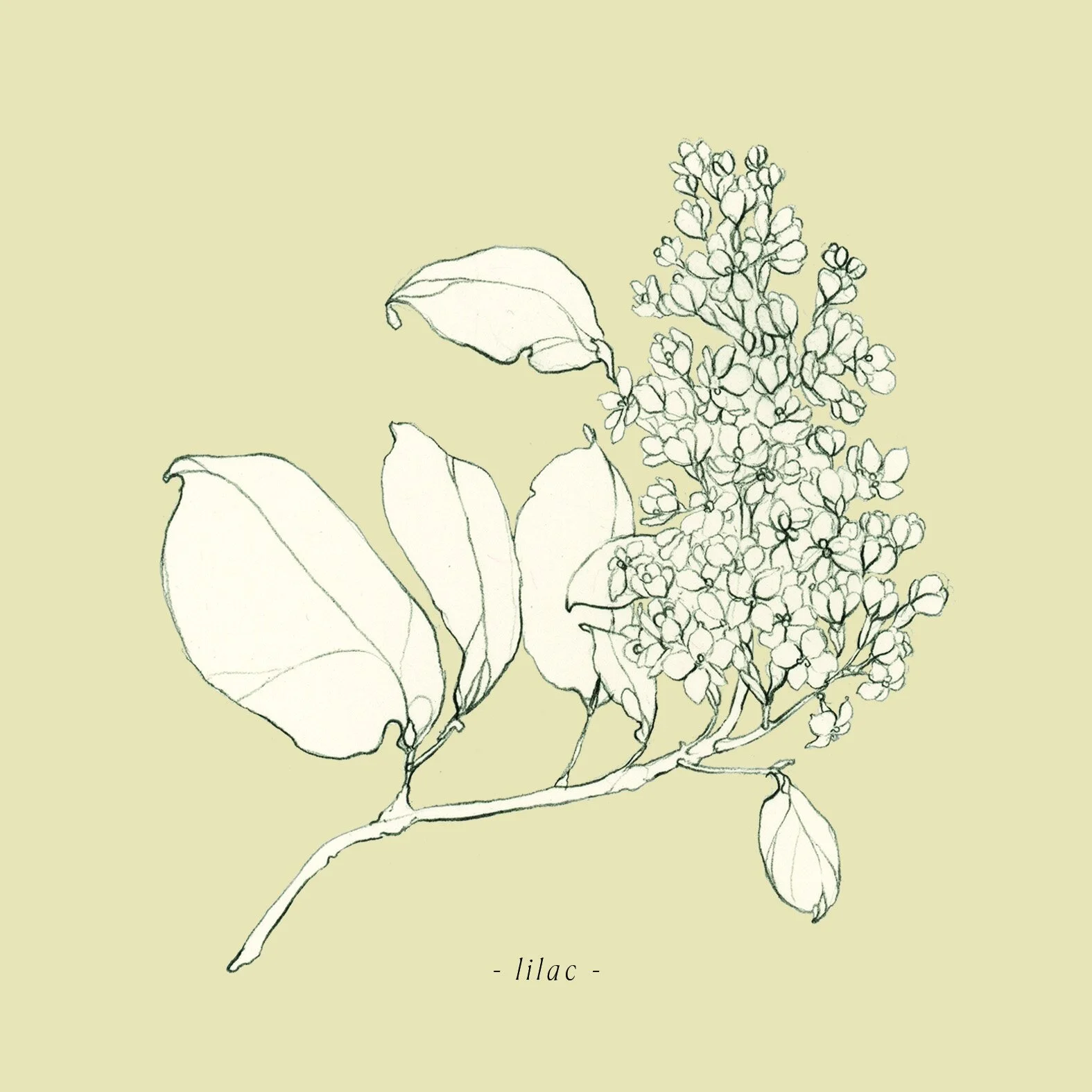 Lilac_5x5.jpg