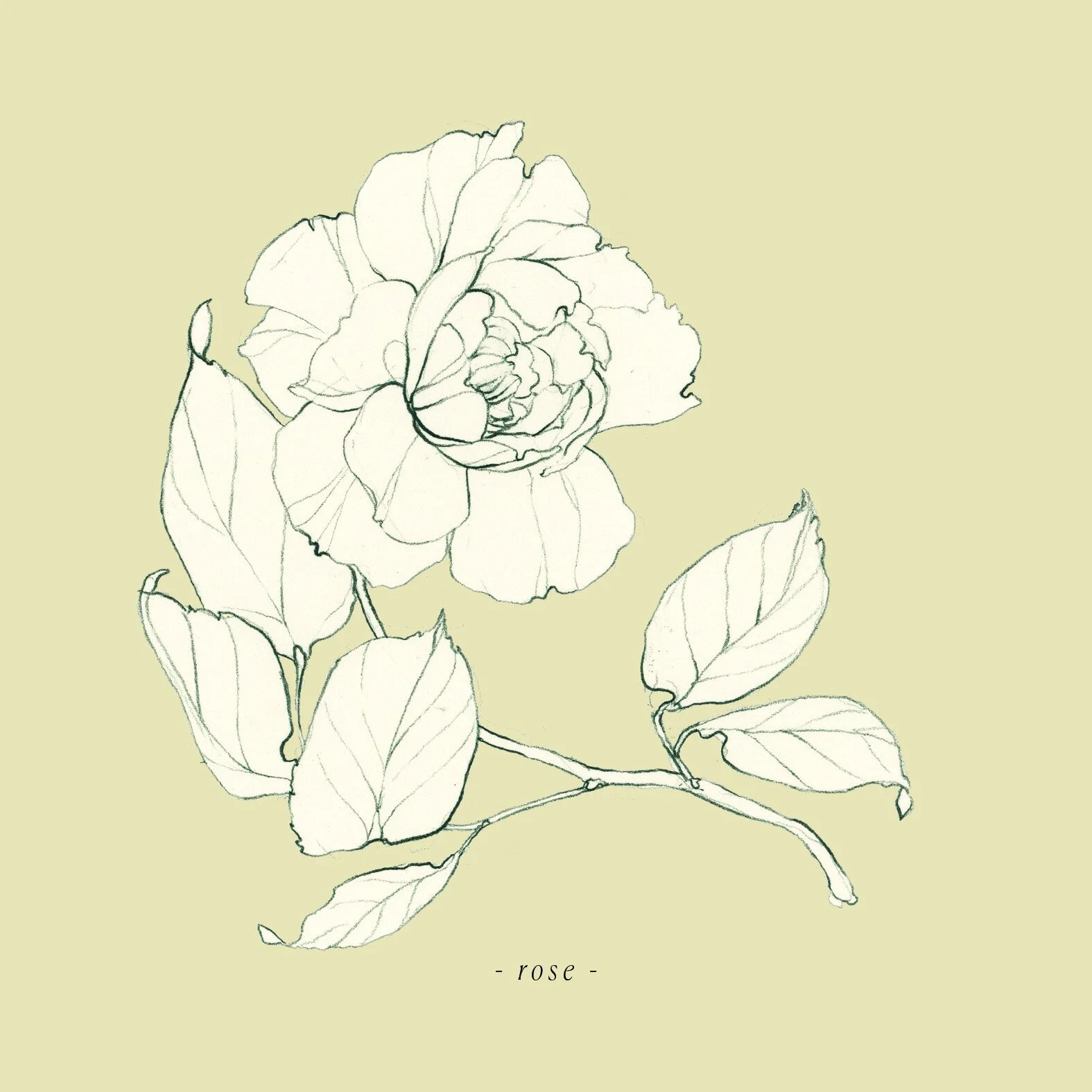 Rose_5x5.jpg