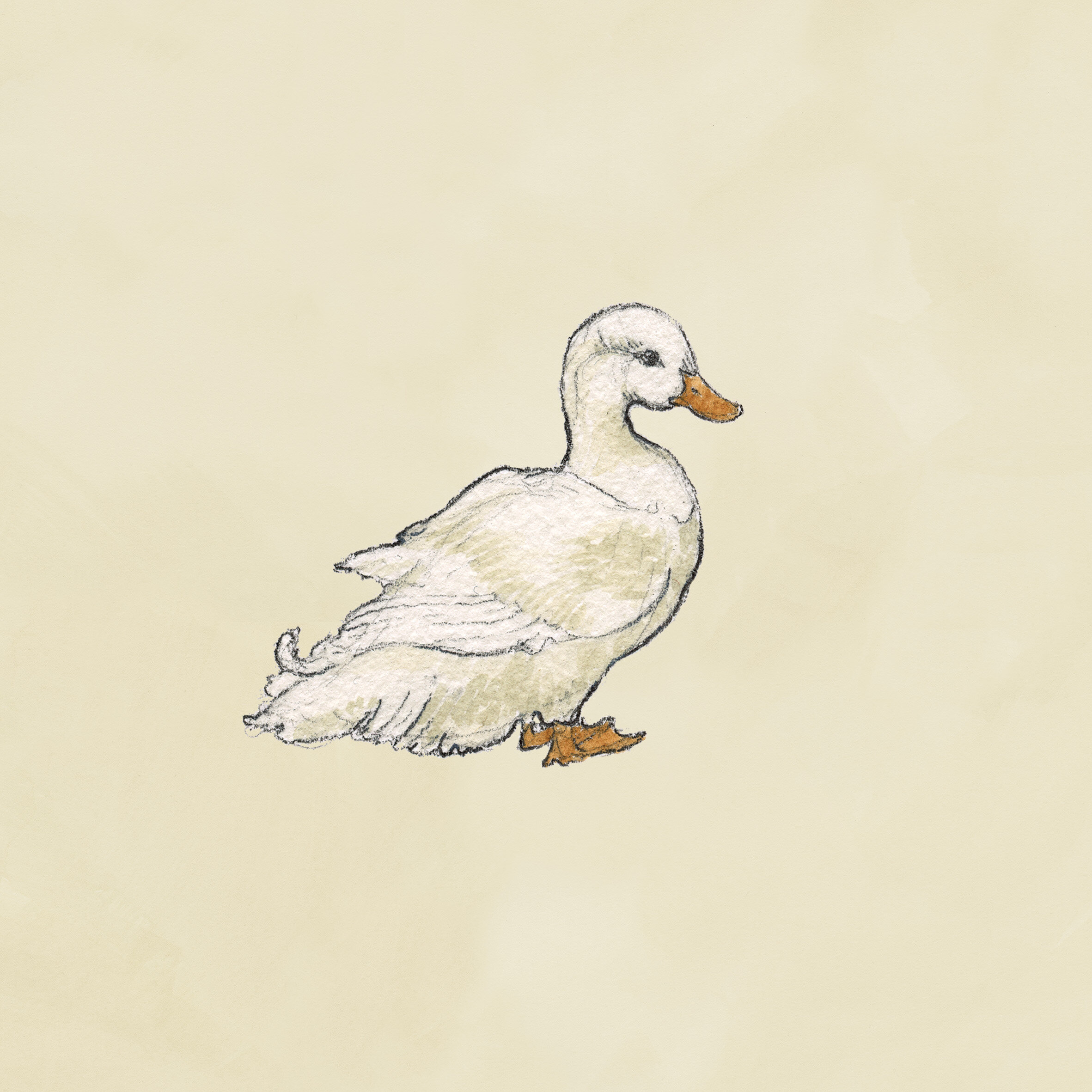 DuckSquare1.jpg
