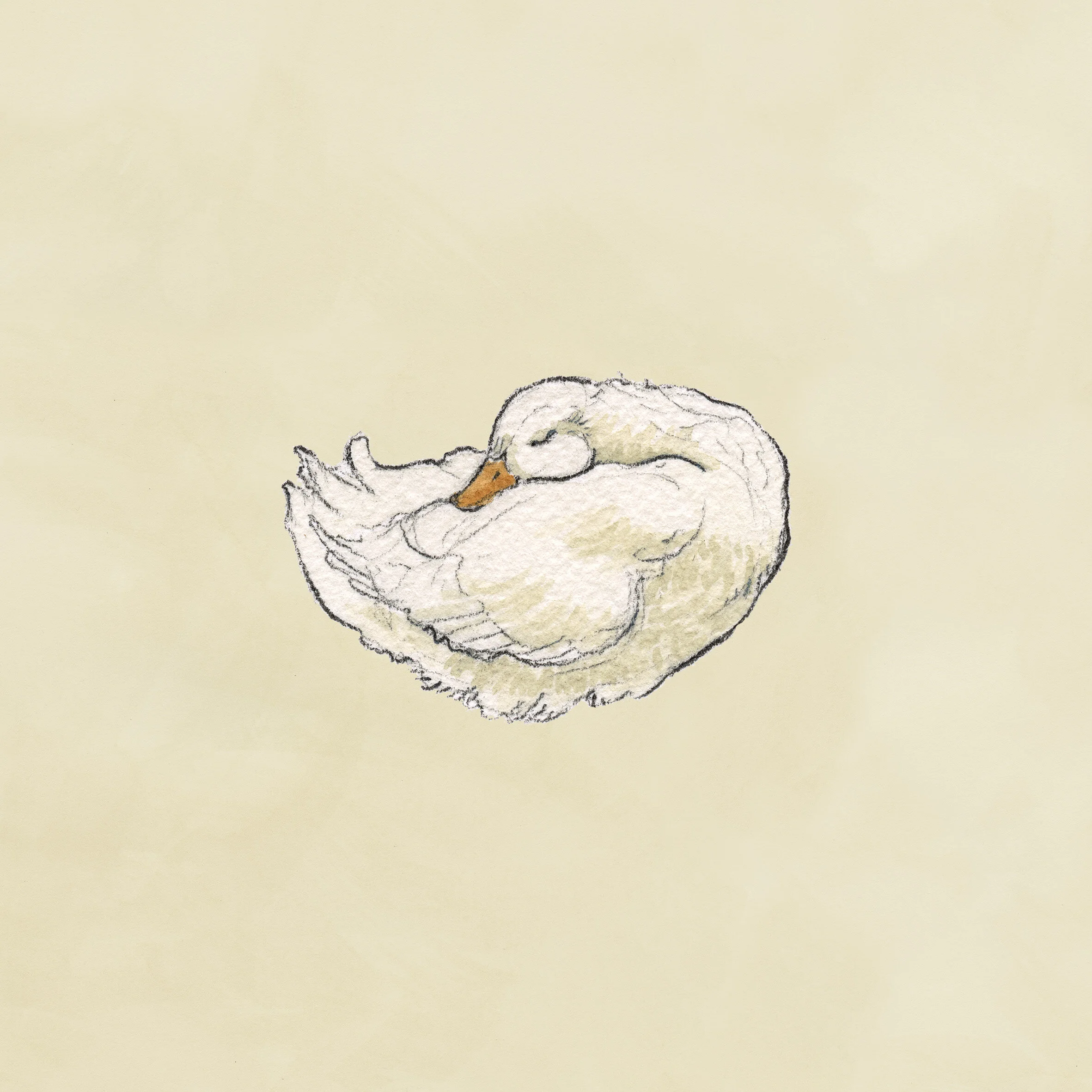 DuckSquare2.jpg