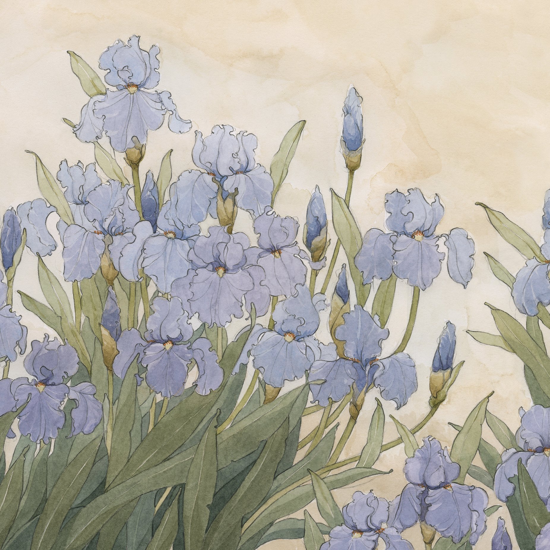 GardenIrisFramed2.jpg