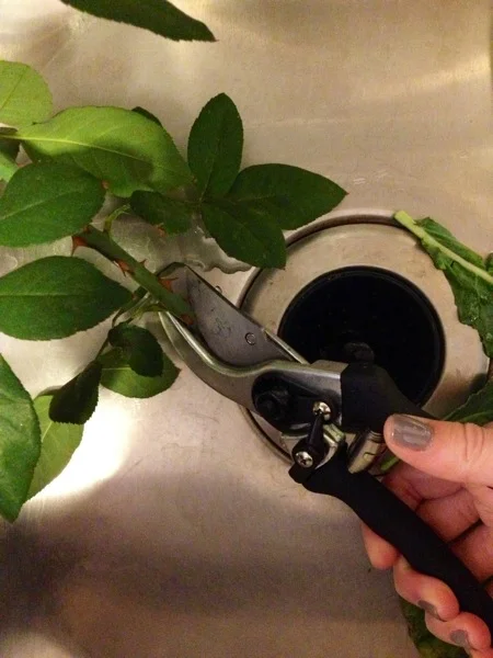 It may look a bit intimidating to someone without a green thumb, but, I assure you, using pruning shears is easier than it looks. 