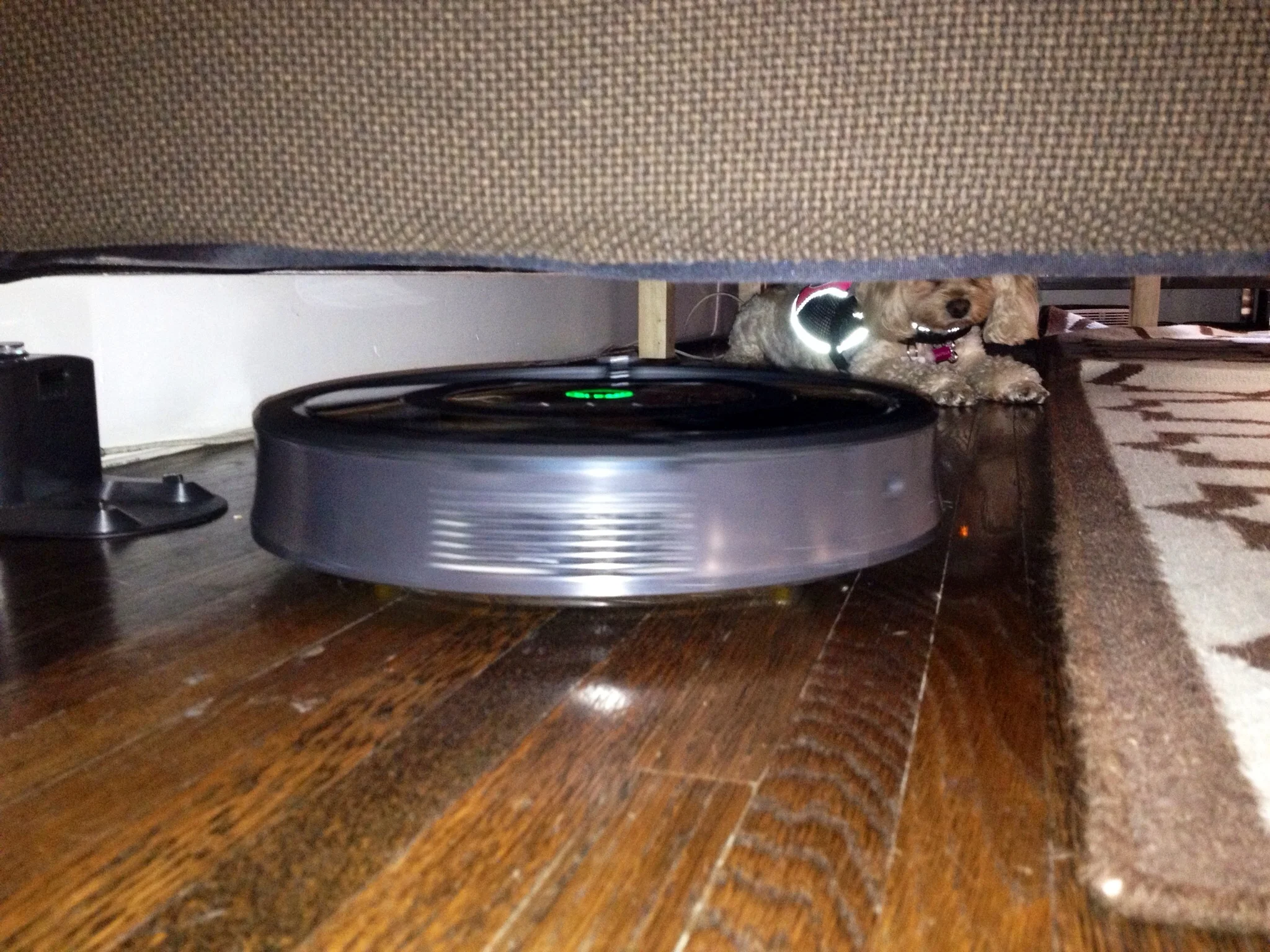 About to dock, under the couch, where it will charge. Nobody has to see a vacuum when it's hidden under furniture. ...And the dog remains un-phased. 