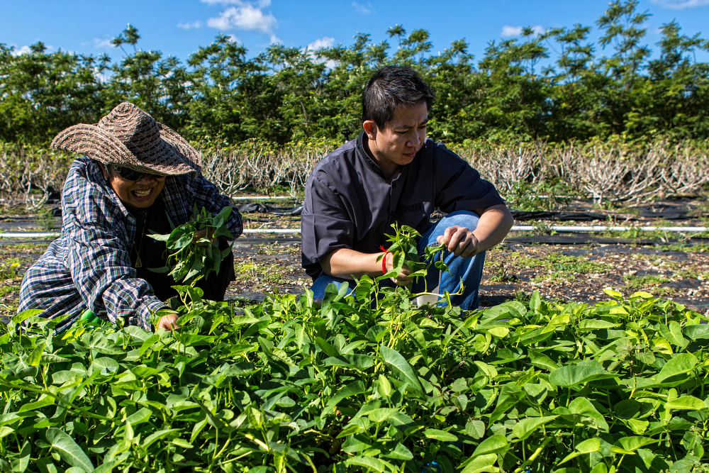 Sourcing Produce