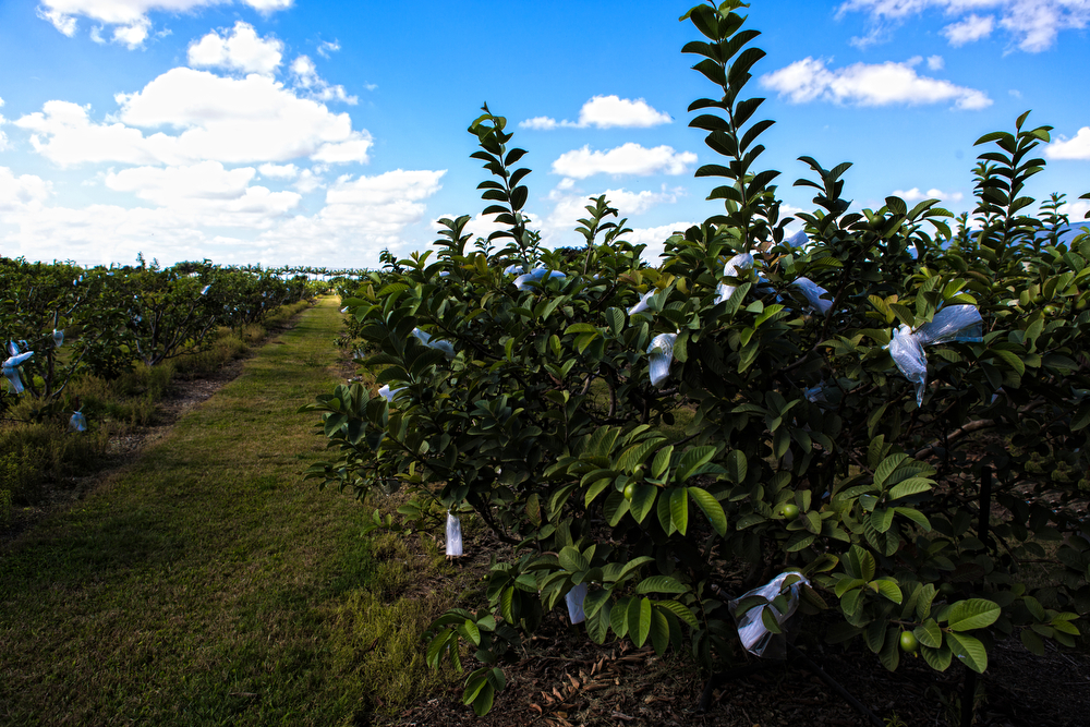 Thai Guava