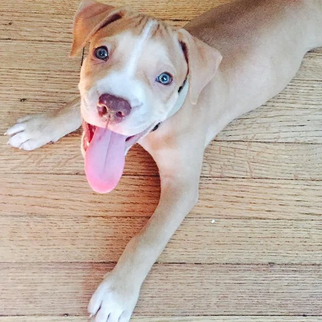 Hangin w/ the new pup Shabba! He is a sweetheart! 💞 He likes to lick & bite everything, especially your face… #PupShabba #mrLoverMan #happypitbull