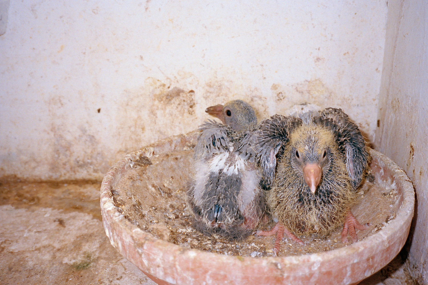 Racing pidgeons