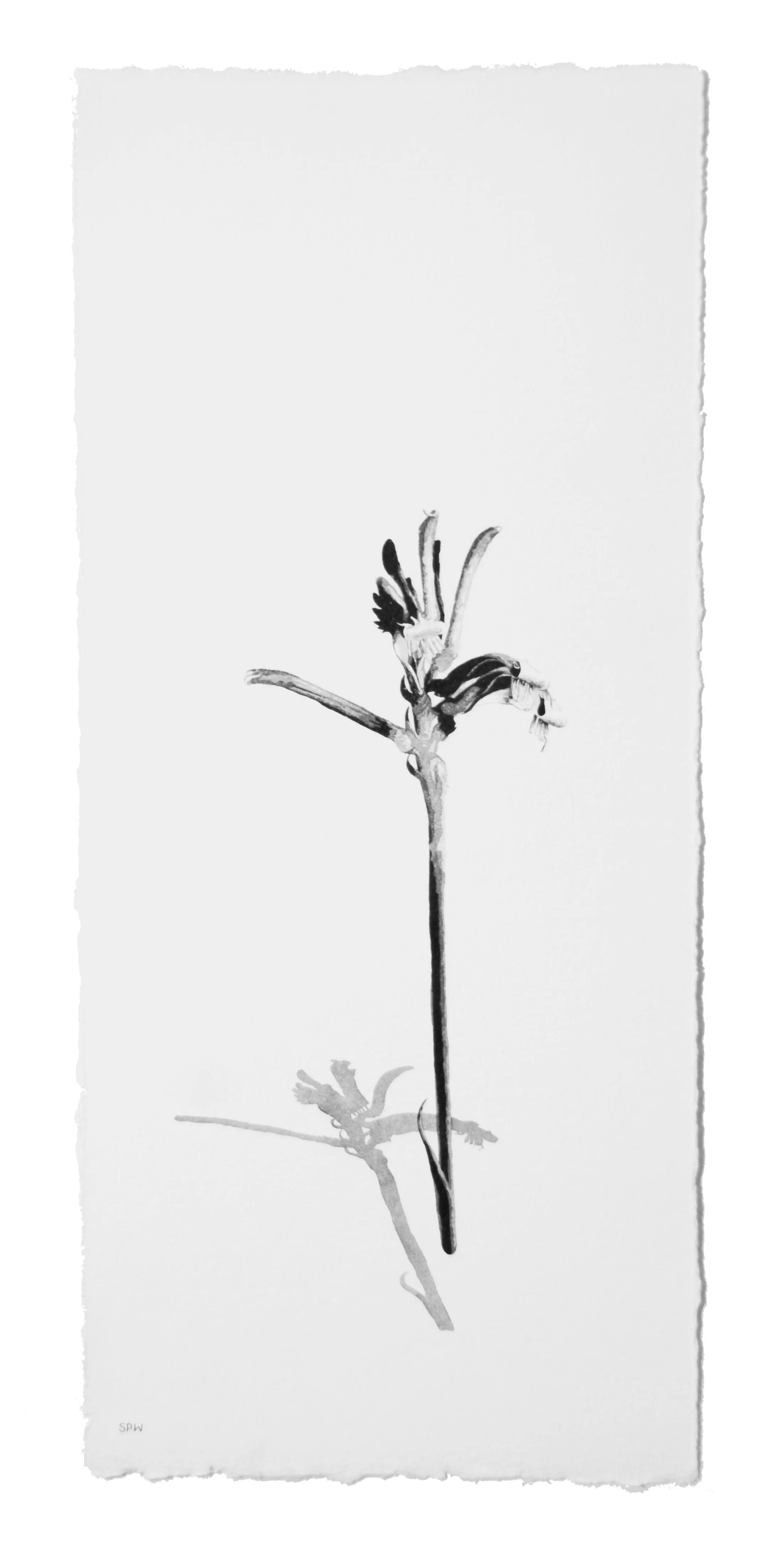 Kangaroo Paw.jpg
