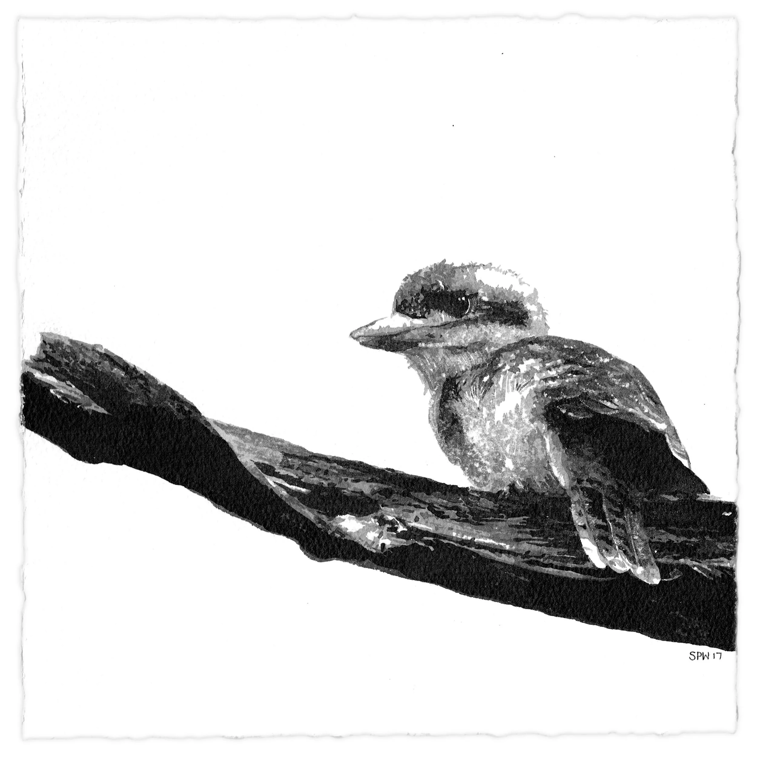 Kookaburra.JPG