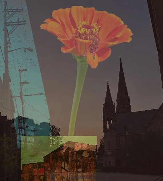 Mexican War Streets Sunflower