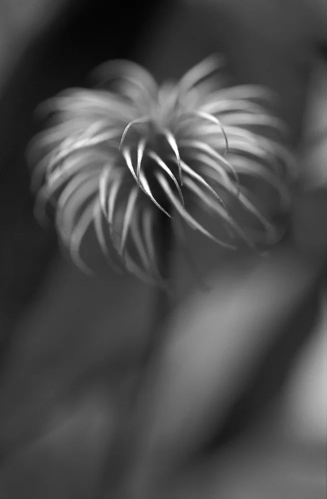 Seed Head