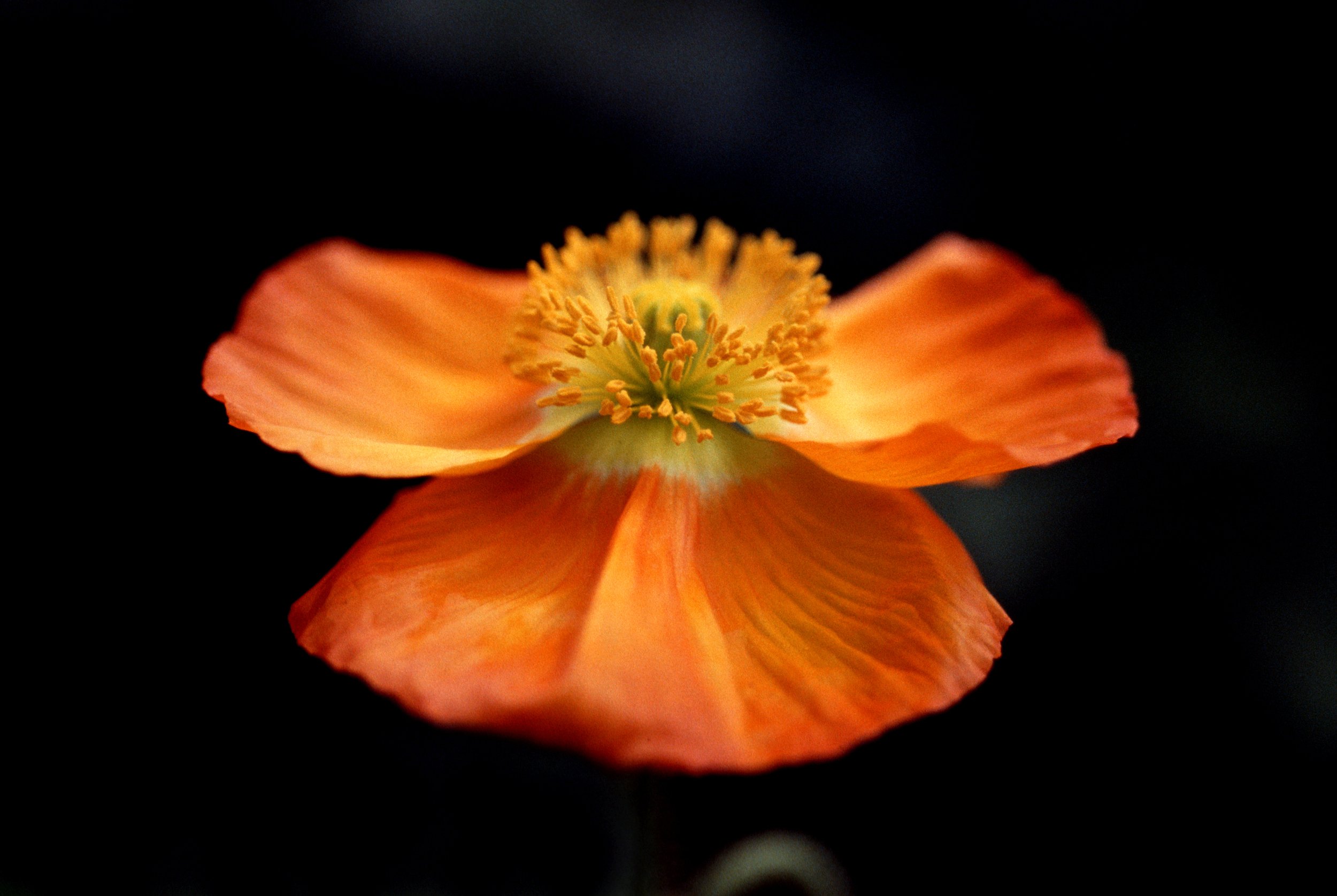 Iceland Poppy