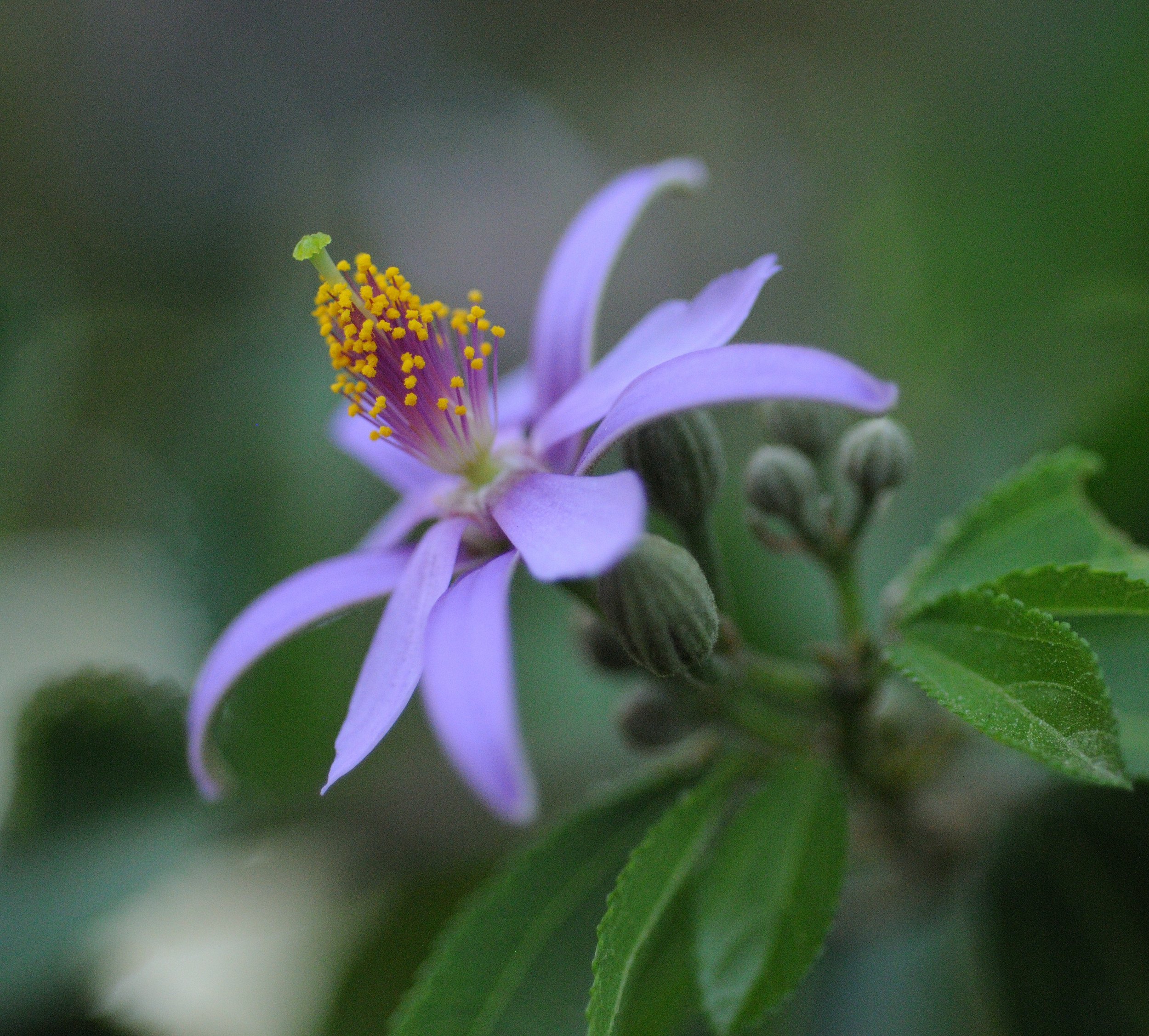 Lavender Star Plant