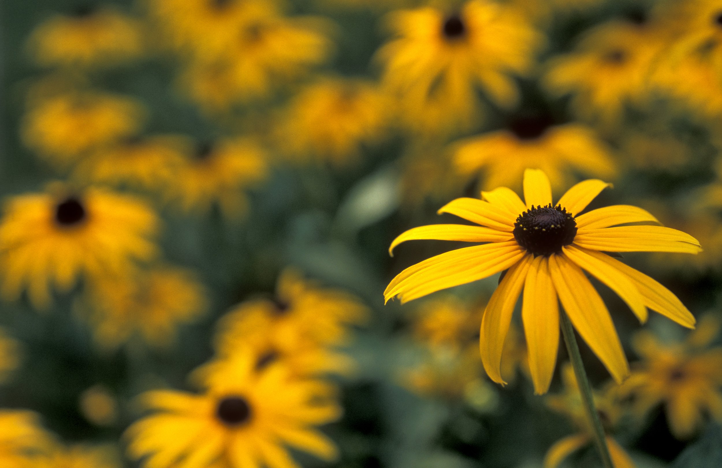 Black Eyed Susan