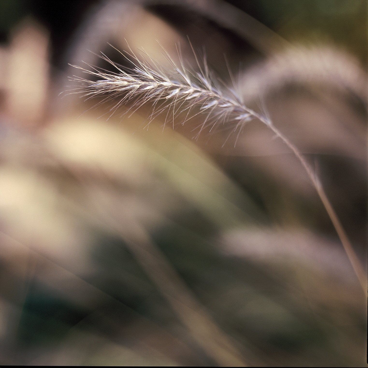Dogstail Grass