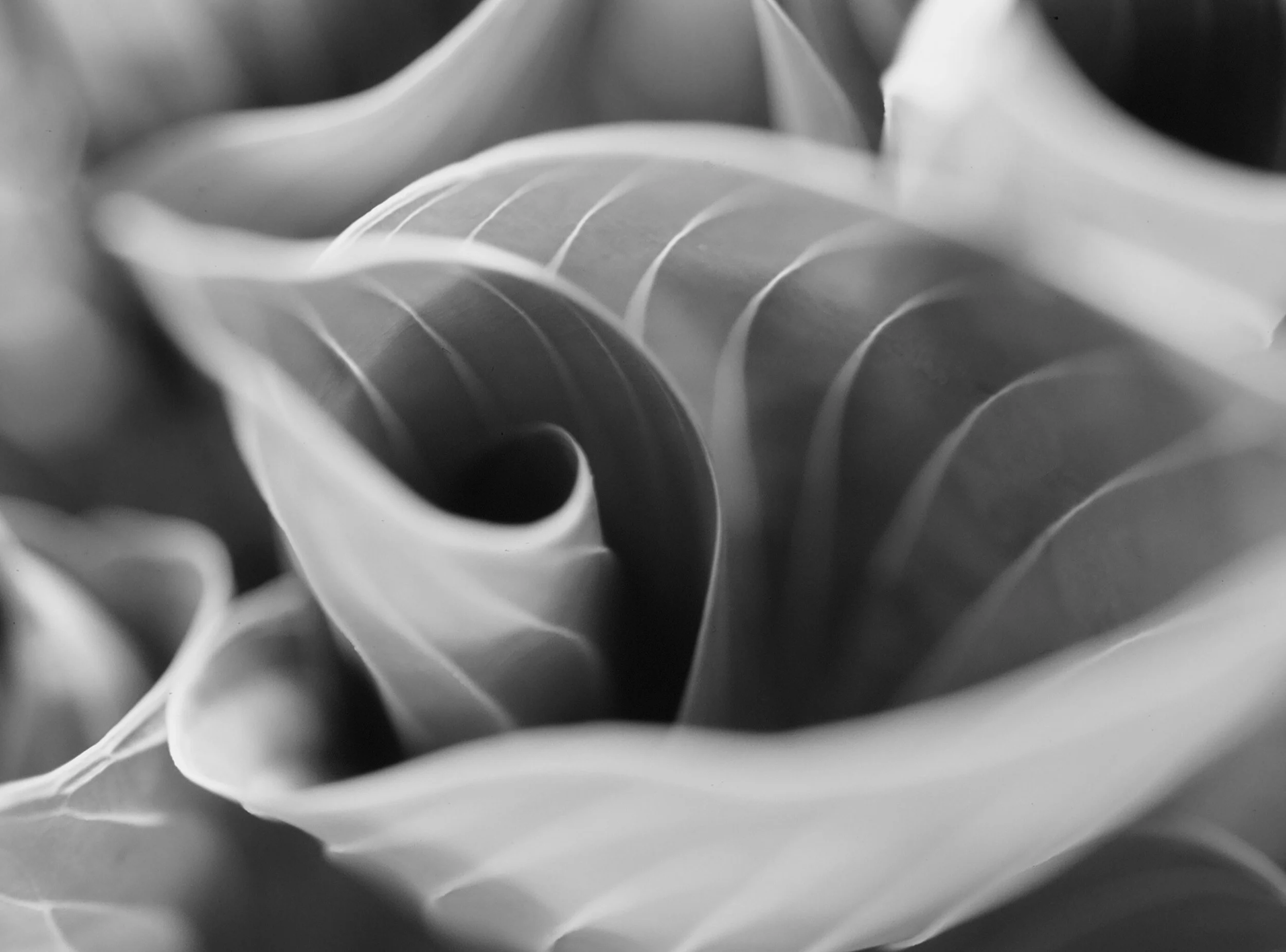 Hosta Study 5