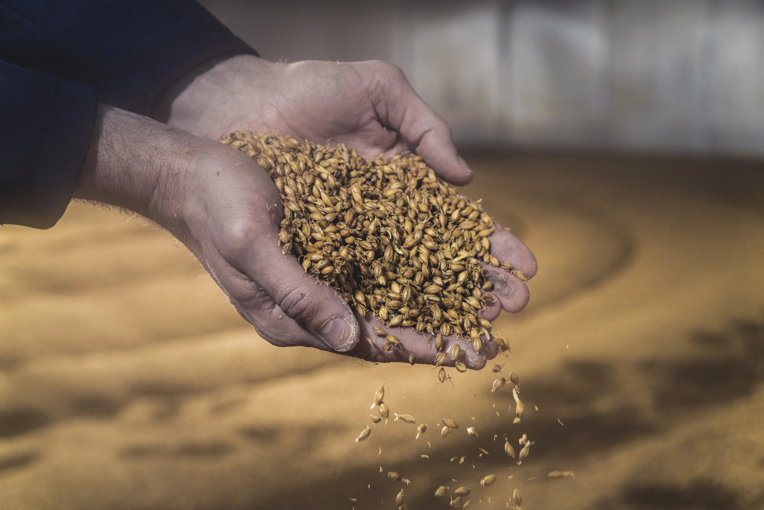 3790_DSC0948_Barley.jpg