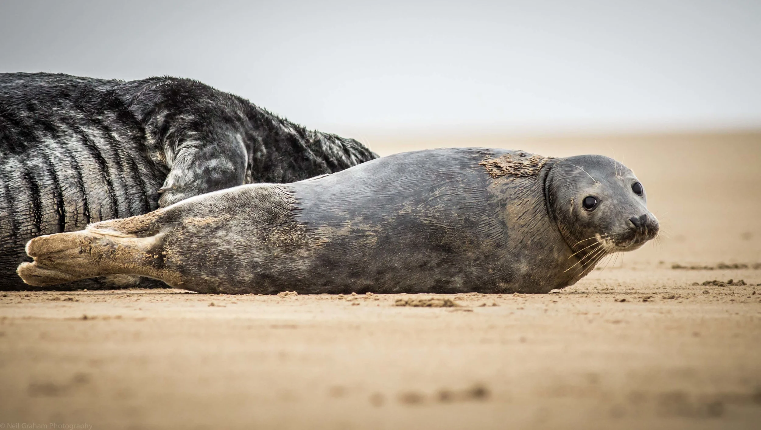 Wildlife uploads (6 of 14).jpg
