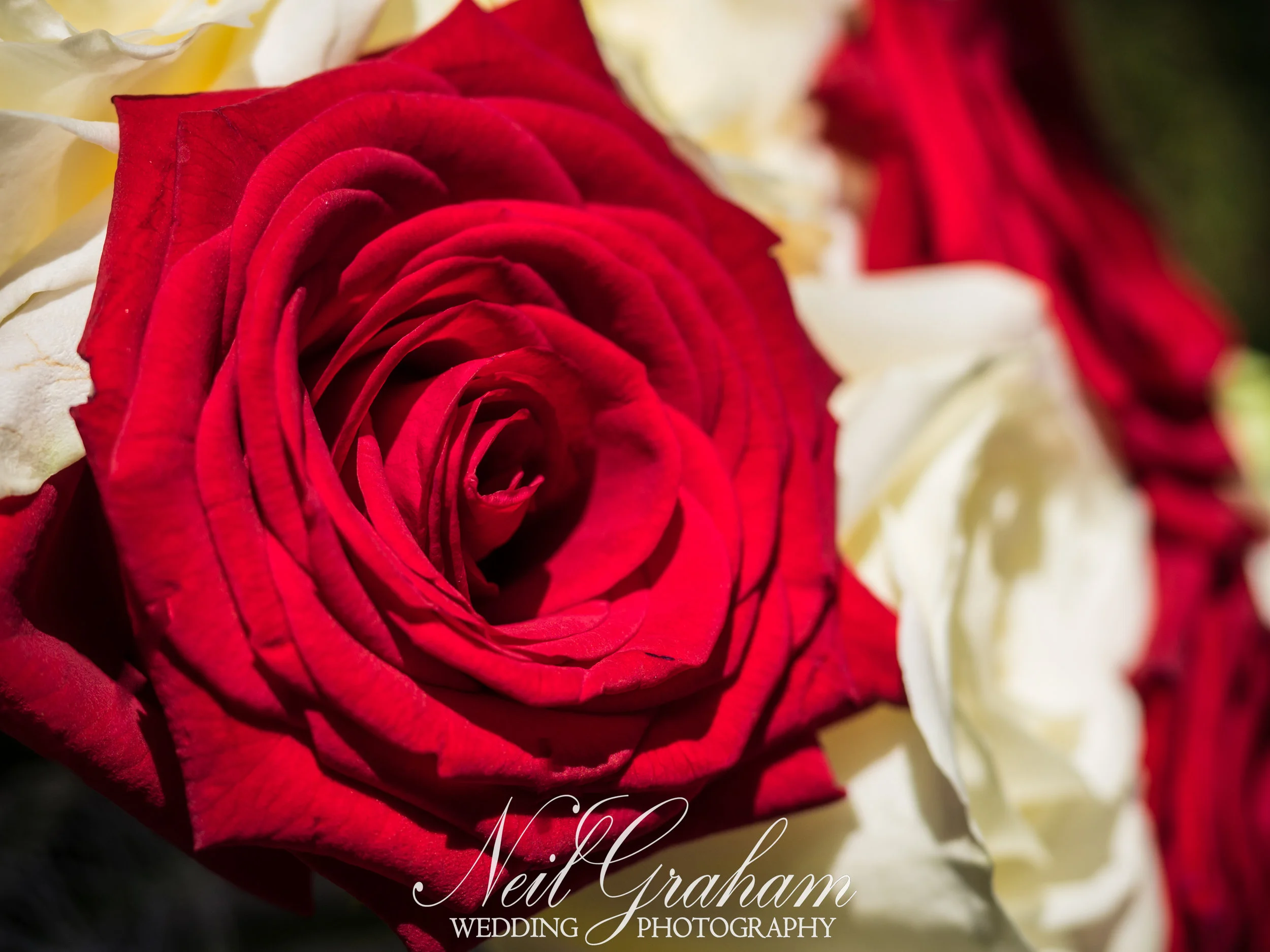 Neil Graham Wedding Photography-47.jpg