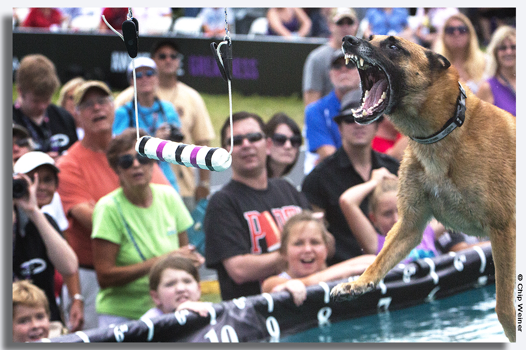 I want to improve my action shots. We got you! Come learn!