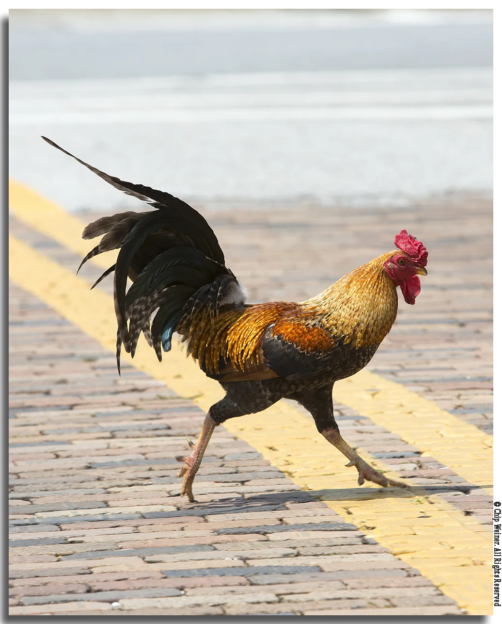 Ybor Rooster.jpg