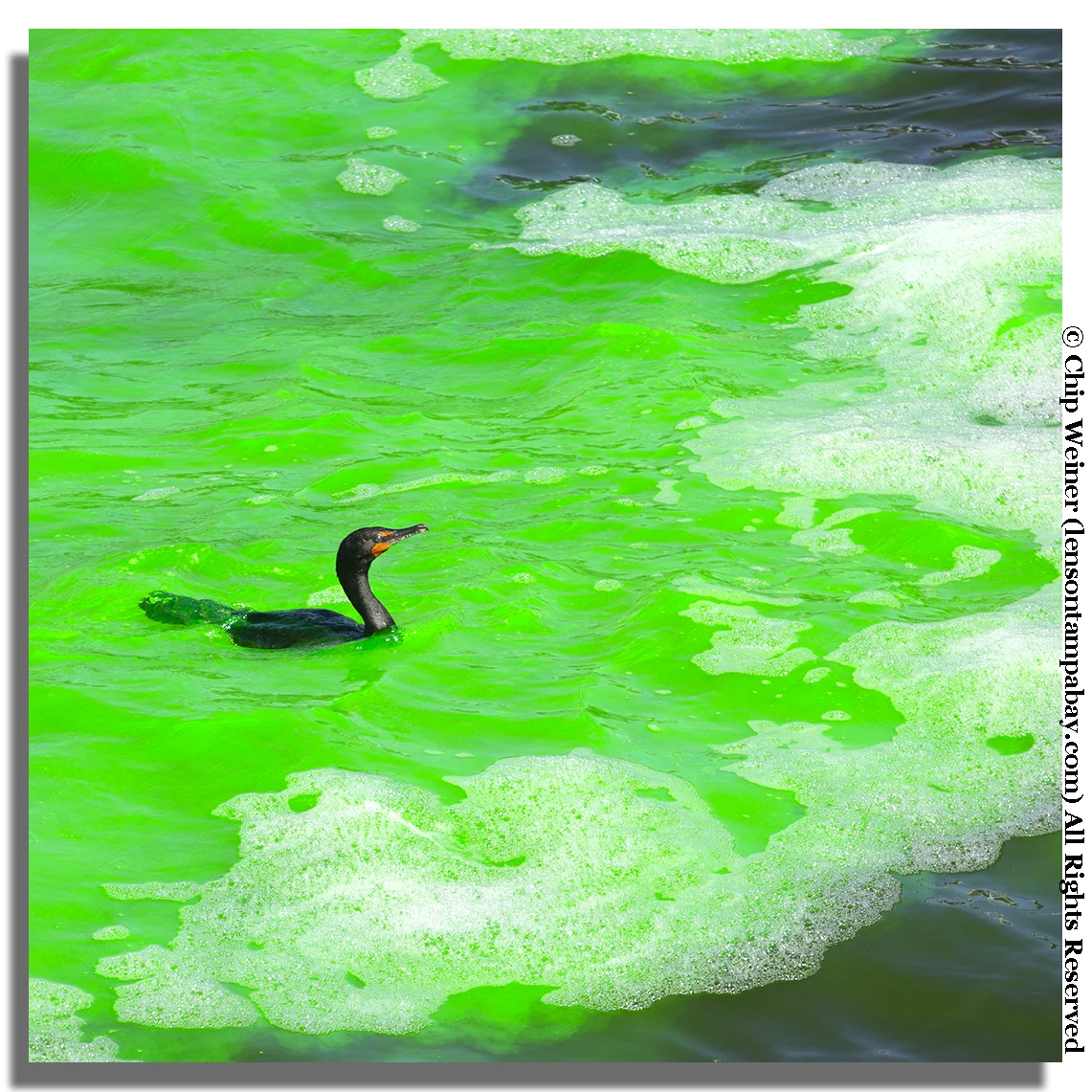 Officials report that the green guy is safe for both people and animals-let's hope so for this little guy who doesn't seem to be bothered by all of the commotion