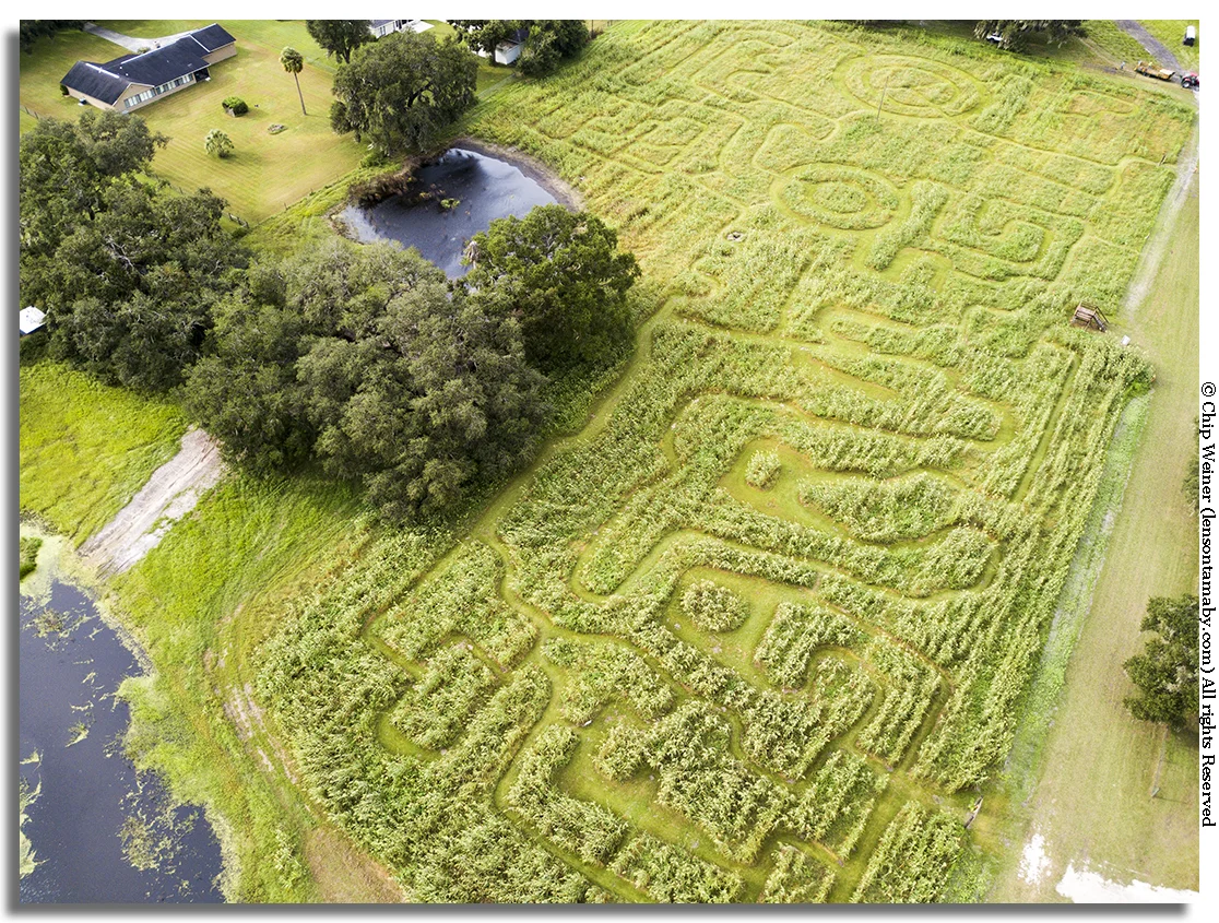 While it's hard to see from this angle, shapes like the state of Florida are skillfully carved out in the 4 acre corn maze