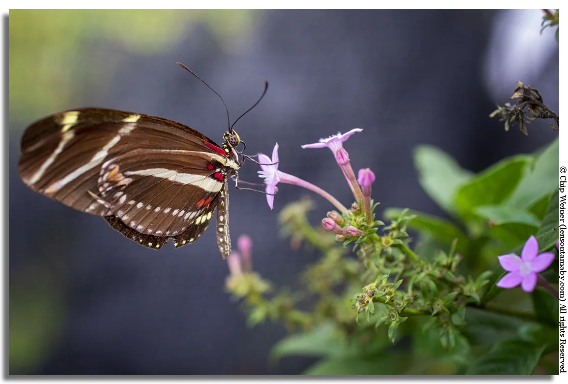 See and feed a variety of butterflies in the butterfly tent. You can try your hand at macro photography like this or just learn more about these delicate and necessary creatures.